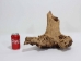 Driftwood: Extra Large (7+ lbs): Gallery Item - 562-XL-G3739 (Y3G-B5)