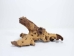 Driftwood: Extra Large (7+ lbs): Gallery Item - 562-XL-G3749 (Y3G-B5)