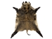 Wild Boar Skin: Large: Gallery Item - 577-L-G1837 (Y3C)
