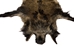 Wild Boar Skin: Large: Gallery Item - 577-L-G1838 (EB)