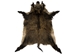 Wild Boar Skin: Large: Gallery Item - 577-L-G1838 (EB)
