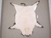 Wild Boar Skin: Large: Gallery Item - 577-L-G28 (Y3C)