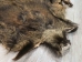 Wild Boar Skin: Large: Gallery Item - 577-L-G4533 (Y2ORI)