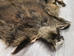 Wild Boar Skin: Large: Gallery Item - 577-L-G4533 (Y2O)