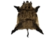Wild Boar Skin: X-Large: Gallery Item - 577-XL-G1840 (EB)