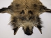 Wild Boar Skin: X-Large: Gallery Item - 577-XL-G2008 (WA)
