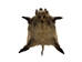 Wild Boar Skin: X-Large: Gallery Item - 577-XL-G2008 (WA)