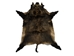 Wild Boar Skin: XX-Large: Gallery Item - 577-XXL-G1842 (Y3C)
