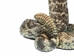 Real Mounted Texas Western Diamondback Rattlesnake Striker: Trophy Size: 60"+: Gallery Item - 598-M103B-G3930 (Y1K)