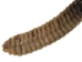 Trophy Grade Real Rattlesnake Rattle and Skin Piece: Gallery Item - 598-SPP-G2277 (Y2LC01)