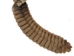 Trophy Grade Real Rattlesnake Rattle and Skin Piece: Gallery Item - 598-SPP-G2277 (Y2LC01)