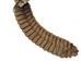 Trophy Grade Real Rattlesnake Rattle and Skin Piece: Gallery Item - 598-SPP-G2277 (ET)