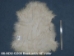 Deluxe Grade Angora Goatskin: Gallery Item - 66-ADU-G208 (Y2GXX)