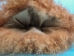 Pair of Cashmere Massage Mitts: Brown Dyed: Gallery Item - 698-10-G4226 (Y3LRL)
