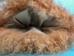 Pair of Cashmere Massage Mitts: Brown Dyed: Gallery Item - 698-10-G4226 (Y3L)