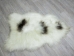 Icelandic Sheepskin: Piebald: 110-120cm or 44" to 48": Gallery Item - 7-204-G3793 (Y1LRS)