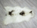 Icelandic Sheepskin: Piebald: 110-120cm or 44" to 48": Gallery Item - 7-204-G3796 (Y2GXX)