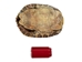 River Cooter Turtle Shell: 11" to 12": Gallery Item - 1077-1112-G4125 (Y3L)