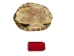 River Cooter Turtle Shell: 11" to 12": Gallery Item (Flawed) - 1077-1112-G4126 (Y3K)