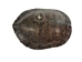 River Cooter Turtle Shell: 11" to 12": Gallery Item (Flawed) - 1077-1112-G4126 (Y3L)