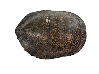 River Cooter Turtle Shell: 11" to 12": Gallery Item (Flawed) 