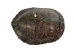 River Cooter Turtle Shell: 11" to 12": Gallery Item (Flawed) - 1077-1112-G4126 (Y3K)
