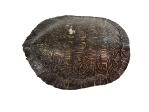 River Cooter Turtle Shell: 11.5": Gallery Item (Flawed) 