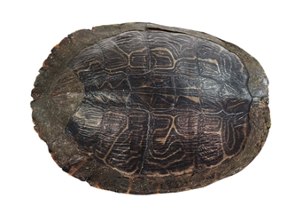 River Cooter Turtle Shell: 11" to 12": Gallery Item 