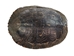 River Cooter Turtle Shell: 11" to 12": Gallery Item - 1077-1112-G4127 (Y3L)
