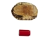 River Cooter Turtle Shell: 11" to 12": Gallery Item - 1077-1112-G4128 (Y3K)