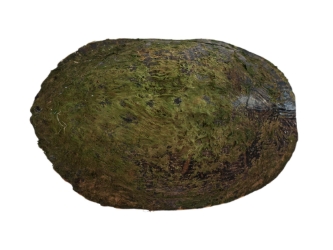River Cooter Turtle Shell: 11" to 12": Gallery Item 