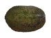 River Cooter Turtle Shell: 11" to 12": Gallery Item - 1077-1112-G4128 (Y3K)