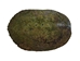 River Cooter Turtle Shell: 11" to 12": Gallery Item - 1077-1112-G4128 (Y3L)