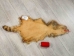 Bleached Raccoon Skin: Craft #2: Gallery Item - 126-2-G4682 (Y2LWR)