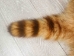 Bleached Raccoon Skin: Craft #2: Gallery Item - 126-2-G4682 (Y2LWR)