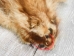 Bleached Raccoon Skin: Craft #2: Gallery Item - 126-2-G4682 (Y2LWR)