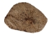 Palo Santo Log: Gallery Item - 1380-EC10-G7462 (Y3LRV)