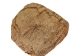 Palo Santo Log: Gallery Item - 1380-EC10-G7464 (Y3LRS)