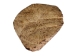 Palo Santo Log: Gallery Item - 1380-EC10-G7466 (Y3LRV)