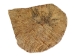 Palo Santo Log: Gallery Item - 1380-EC10-G7469 (Y3LRV)