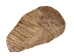 Palo Santo Log: Gallery Item - 1380-EC10-G7469 (Y3LRV)