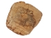 Palo Santo Log: Gallery Item - 1380-EC10-G7471 (Y3LRV)