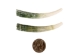 Dentalium Elephantinum Shell (2-pack): Gallery Item - 1403-PK2-G6580 (Y1IC02)