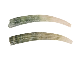 Dentalium Elephantinum Shell (2-pack): Gallery Item dentalia, tusk shells