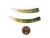 Dentalium Elephantinum Shell (2-pack): Gallery Item - 1403-PK2-G6581 (Y1IC02)