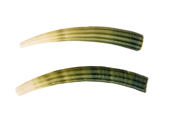 Dentalium Elephantinum Shell (2-pack): Gallery Item dentalia, tusk shells