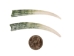 Dentalium Elephantinum Shell (2-pack): Gallery Item - 1403-PK2-G6582 (Y1IC02)