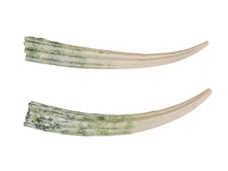 Dentalium Elephantinum Shell (2-pack): Gallery Item dentalia, tusk shells