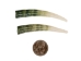 Dentalium Elephantinum Shell (2-pack): Gallery Item - 1403-PK2-G6583 (Y1IC02)