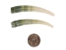Dentalium Elephantinum Shell (2-pack): Gallery Item - 1403-PK2-G6584 (Y1IC02)